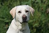 LABRADOR 1207